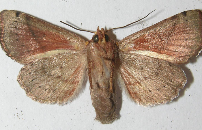 Figura 9. Adulto de <i>Aprica patula</i> (Noctuidae), vista ventral, localidad Quebrada Escondida, Sector Rincón Rain Forest ACG (420m). Voucher: 10-SRNP-44267-DHJ539125.jpg.