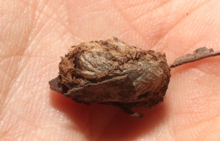 Figura 12. Capullo de <i>Eniscospilus maculipennis</i> (Ichneumonidae) que ataca <i>Aprica patula</i> (Noctuidae), vista dorsal, localidad Cafecito, Sector Rincón Rain Forest ACG (455m). Voucher: 11-SRNP-69436-DHJ804085.jpg.