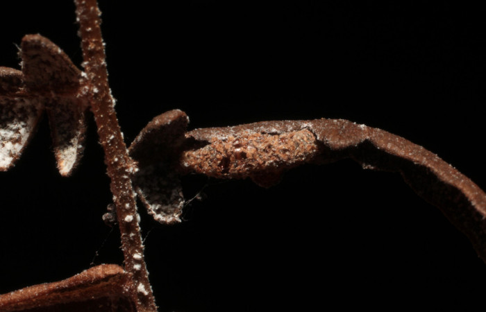 Figura 13. Capullo de ichJanzen01 Janzen01 (Ichneumonidae) que ataca <i>Aprica patula</i> (Noctuidae, vista lateral, localidad Cafecito, Sector Rincón Rain Forest ACG (455m). Voucher: 11-SRNP-69437-DHJ804089.jpg.