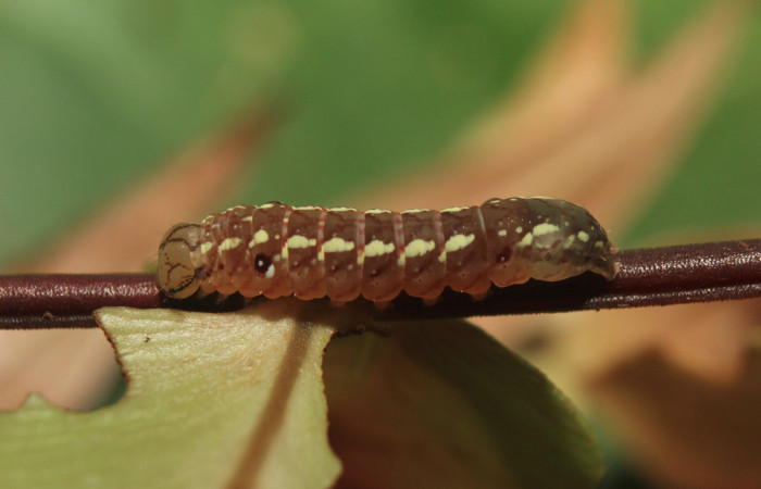 Figura 3. Larva <i>Aprica patula</i> (Noctuidae), tercer estadío (PPU) vista lateral, localidad Sendero Manguera Estación Quica, Sector Pitilla ACG (470m). Voucher: 14-SRNP-71583-DHJ723853.jpg.