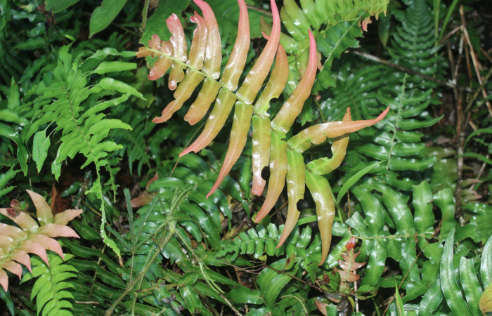 Figura 14. Planta hospedera de <i>Aprica patula</i> (Noctuidae), esta planta se llama <i>Salpichlaena volubilis</i> familia (Blechnaceae), localidad Quebradona Estación Quica, Sector Pitilla (ACG) (475m). Foto; Ricardo Calero 24 Setiembre 2019.