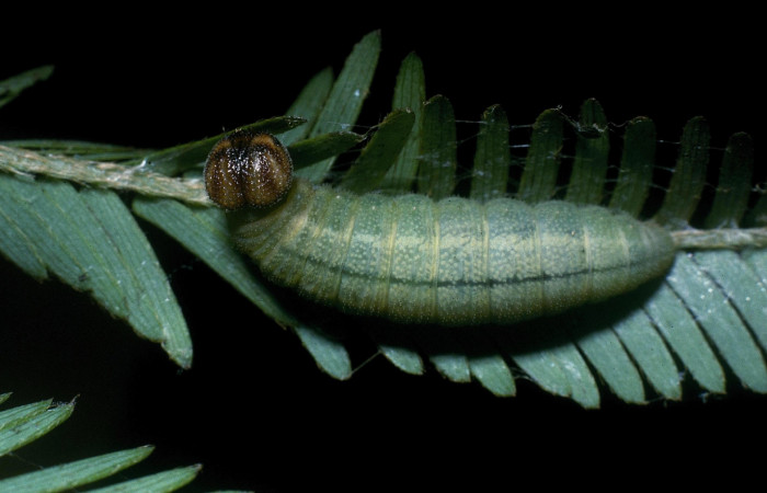 Fig. 2. Larva <i>Cogia calchas</i>  lateral entero último estadio. Voucher 04-SRNP-23042- DHJ83654.04-SRNP-23042-DHJ83654