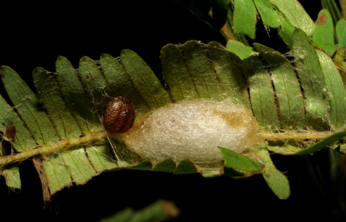 Fig. 10.Capullo de parásito <i>Pneumagathis brooksi</i> (Braconidae) en la larva <i>Cogia calchas</i>. Voucher 05-SRNP-59540-DHJ408798.