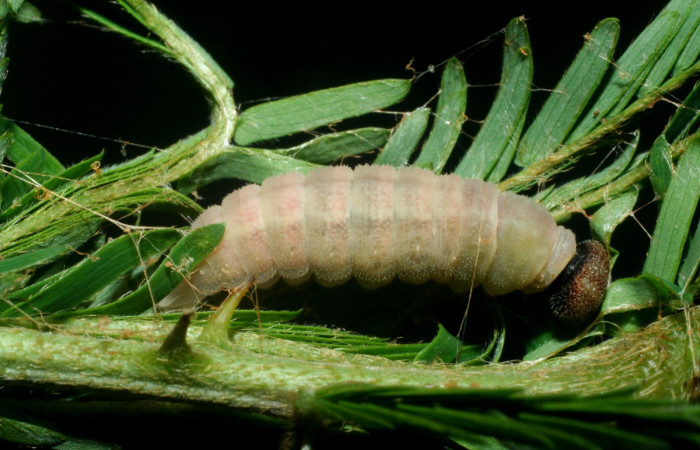 Fig.  4. Prepupa lateral entero <i>Cogia calchas</i> Sector Santa Rosa. Voucher 09-SRNP-14222-DHJ456338.
