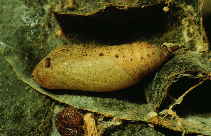 Fig.  5. Pupa lateral entero; <i>Cogia calchas</i>, localizada en Santa Rosa. Voucher 93-SRNP-3305- DHJ26456.