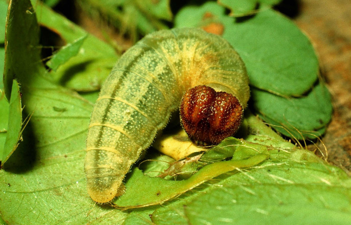 9Fig. 1. Larva <i>Cogia calchas</i> en último estadio mostrando cabeza. Voucher 93-SRNP-6581- DHJ26458.3-SRNP-6581-DHJ26458