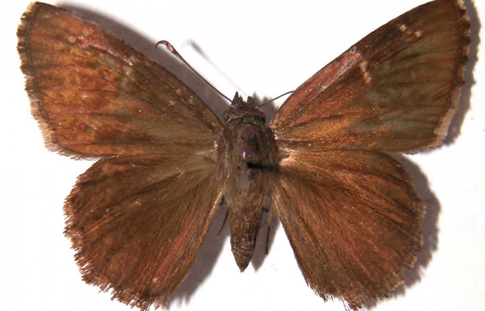 Fig. 7 Adulto <i>Cogia calchas</i> Hesperiidae, vista dorsal (hembra), mide 37mm.  Voucher 95-SRNP-827-DHJ36954.