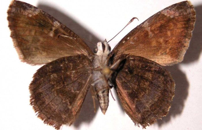 Fig.8 Adulto <i>Cogia calchas</i> Hesperiidae, vista ventral (hembra), mide 37mm.  Voucher 95-SRNP-827-DHJ36955.