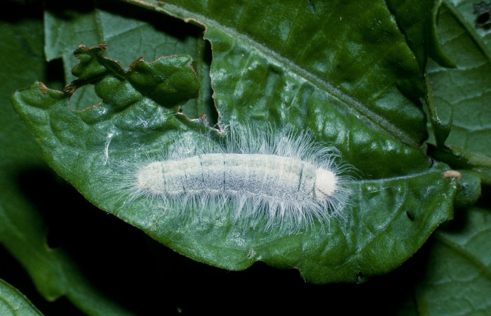 Figura 4. Larva <i>Caria rhacotis</i> (Riodinidae), último estadío (U) vista lateral, localidad Quebrada Otilio Sector Cacao ACG (550m). Voucher: 04-SRNP-45143-DHJ83302.jpg.