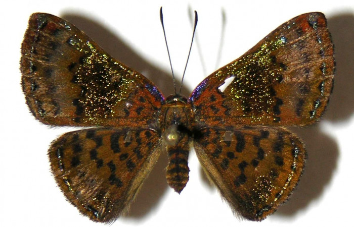 Figura 10. Adulto de <i>Caria rhacotis</i> (Riodinidae), hembra vista dorsal, localidad Sendero Huerta Sector San Cristóbal ACG (527m). Voucher: 05-SRNP-2508-DHJ307324.jpg.