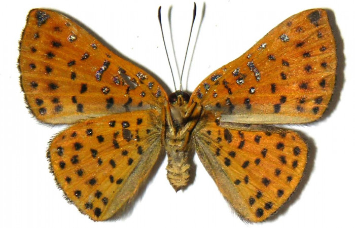 Figura 11. Adulto de <i>Caria rhacotis</i> (Riodinidae), hembra vista ventral, localidad Sendero Huerta Sector San Cristóbal ACG (527m). Voucher: 05-SRNP-2508-DHJ307325.jpg.