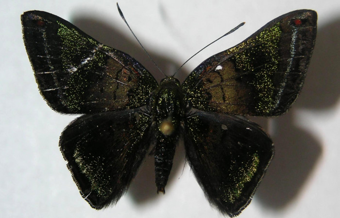 Figura 18. Adulto de <i>Caria lampeto</i> (Riodinidae), macho vista dorsal, localidad Cuesta Caimito Sector Cacao ACG (640m). Voucher: 06-SRNP-47457-DHJ359328.jpg.