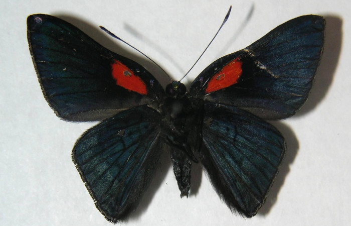 Figura 19. Adulto de <i>Caria lampeto</i> (Riodinidae), macho vista ventral, localidad Cuesta Caimito Sector Cacao ACG (640m). Voucher: 06-SRNP-47457-DHJ359329.jpg.