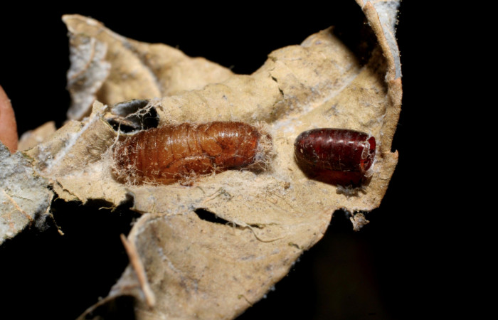 Figura 12. Restos de pupario de parásito <i>Lespesia</i> parviteresDHJ04 (Tachinidae) que ataca <i>Caria rhacotis</i> (Riodinidae), vista dorsal, localidad Puente Palma Sector San Cristóbal ACG (460m). Voucher: 06-SRNP-7687-DHJ424708.jpg.