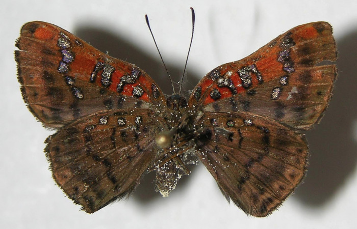 Figura 21. Adulto de <i>Caria lampeto</i> (Riodinidae), hembra vista ventral, localidad Sendero Rotulo Sector Pitilla ACG (510m). Voucher: 07-SRNP-32613-DHJ383103.jpg.