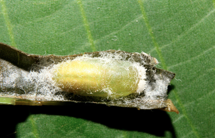 Figura 7. Pupa de <i>Caria rhacotis</i> (Riodinidae), vista dorsal localidad Pasmompa, Sector Pitilla ACG (440m). Voucher: 17-SRNP-70607-DHJ737023.jpg.