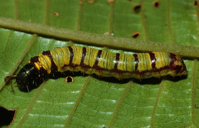 Figura 6. Larva <i>Druentica inscita</i> (Mimallonidae), penúltimo estadío (PU) vista dorsal, localidad Camino Rio Francia Sector Rincón Rain Forest ACG (410m). Voucher: 03-SRNP-11109-DHJ75544.jpg.