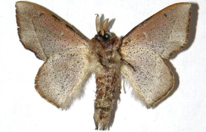 Figura 11. Adulto de <i>Druentica inscita</i> (Mimallonidae), macho vista ventral, localidad Sendero Maritza Sector Cacao ACG (760m). Voucher: 03-SRNP-22870-DHJ330061.jpg.