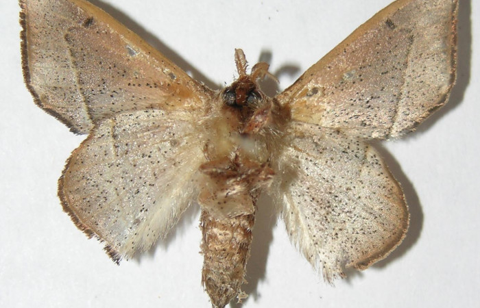 Figura 13. Adulto de <i>Druentica inscita</i> (Mimallonidae), hembra vista ventral, localidad Monte Cristo Sector Del Oro ACG (525m). Voucher: 08-SRNP-20770-DHJ501627.jpg.
