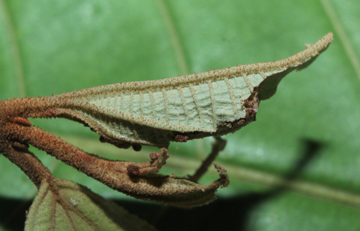 Figura 2. Mostrando habitad de <i>Druentica inscita</i> (Mimallonidae), localidad Cañita Estación Quica Sector Pitilla ACG (480m). Voucher: 15-SRNP-71088-DHJ727514.jpg.