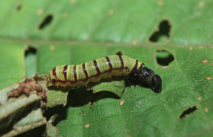Figura 5. Larva <i>Druentica inscita</i> (Mimallonidae), tercer estadío (PPU), vista dorsal, localidad Cañita Estación Quica Sector Pitilla ACG (480m). Voucher: 15-SRNP-71088-DHJ727518.jpg.
