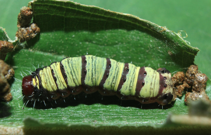 Figura 7. Larva <i>Druentica inscita</i> (Mimallonidae), último estadío (U), vista dorsal, localidad Cañita Estación Quica Sector Pitilla ACG (480m). Voucher: 15-SRNP-71088-DHJ727572.jpg.