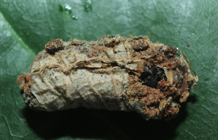 Figura 8. Habitad de pupa de <i>Druentica inscita</i> (Mimallonidae), vista dorsal, localidad Cañita Estación Quica Sector Pitilla ACG (480m). Voucher: 15-SRNP-71088-DHJ727703.jpg.