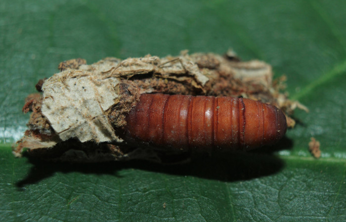 Figura 9. Pupa de <i>Druentica inscita</i> (Mimallonidae), vista dorsal, localidad Cañita Estación Quica Sector Pitilla ACG (440m). Voucher: 15-SRNP-71088-DHJ727706.jpg.
