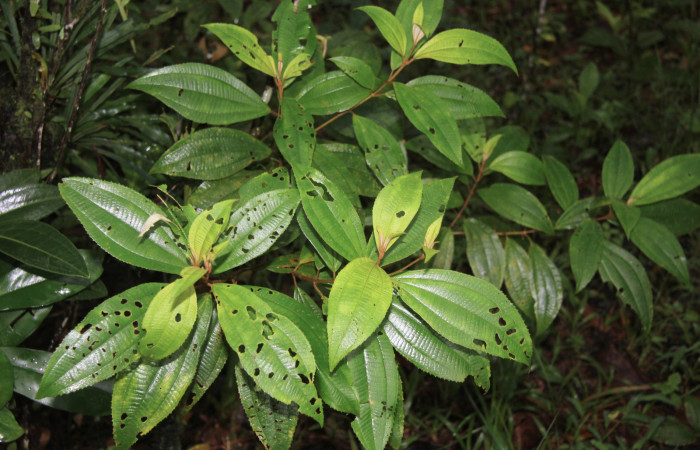Figura 16. Planta hospedera de <i>Druentica inscita</i> (Mimallonidae), esta planta se llama <i>Conostegia xalapensis</i> (Melastomataceae), localidad Estación Quica Sector Pitilla ACG (470m), foto: Ricardo Calero, 11 Agosto 2015.