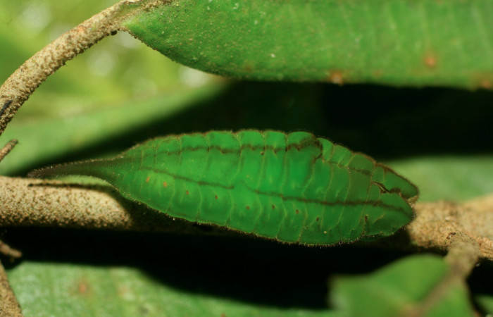Figura 4. Larva <i>Denivia mavors</i> (Lycaenidae), último estadío (U) vista lateral, localidad Estación Pitilla, Sector Pitilla ACG (675m). Voucher: 07-SRNP-32660-DHJ426897.jpg.