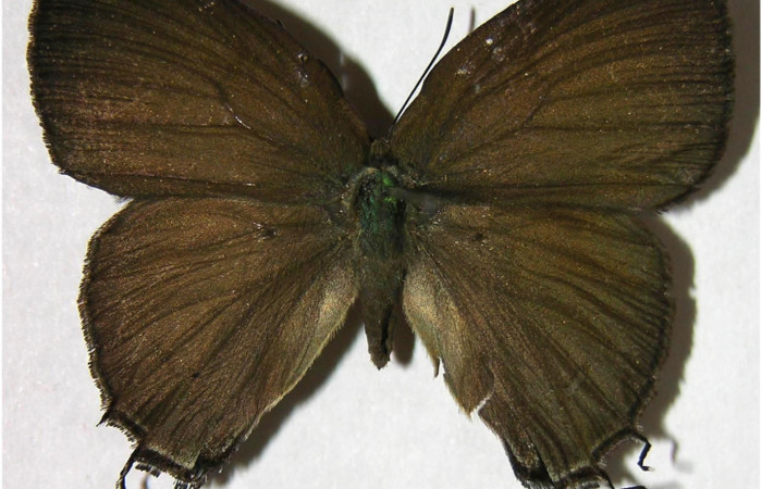 Figura 7. Adulto de <i>Denivia mavors</i> (Lycaenidae), hembra vista dorsal, localidad Sendero Anonas, Sector Rincón Rain Forest ACG (405m). Voucher: 07-SRNP-42435-DHJ377946.jpg.