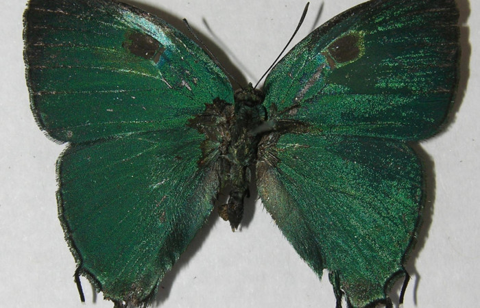 Figura 9. Adulto de <i>Denivia mavors</i> (Lycaenidae), macho dorsal, localidad Quebrada Bambú, Sector Rincón Rain Forest ACG (109m). Voucher: 12-SRNP-77795-DHJ567434.jpg.