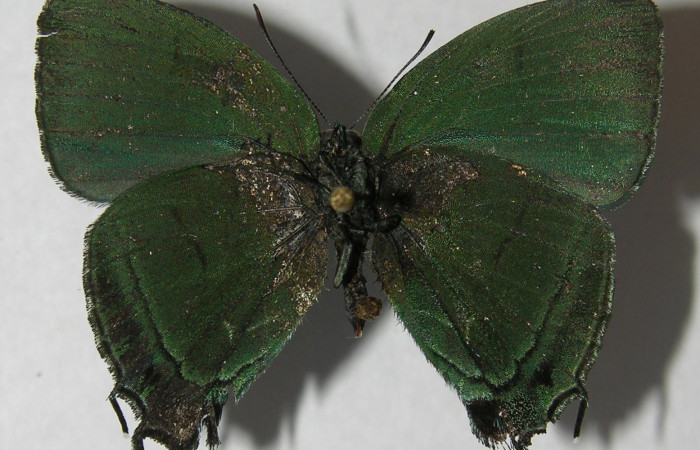 Figura 10. Adulto de <i>Denivia mavors</i> (Lycaenidae), macho vista ventral, localidad Quebrada Bambú, Sector Rincón Rain Forest ACG (109m). Voucher: 12-SRNP-77795-DHJ567435.jpg.