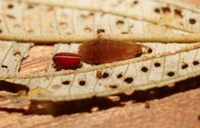 Figura 11. Larva <i>Denivia mavors</i> (Lycaenidae), vista pupario de parásito <i>Pseudosiphona</i> Janzen04 (Tachinidae), localidad Estación Pitilla, Sector Pitilla ACG (675m). Voucher: 14-SRNP-30124-DHJ802124.jpg.
