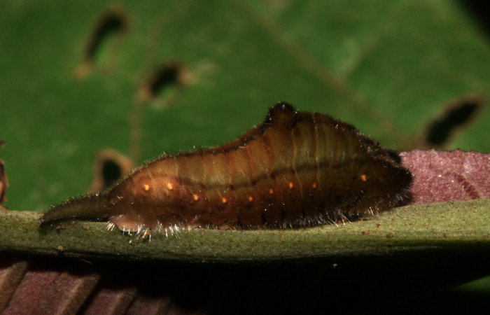 Figura 3. Larva <i>Denivia mavors</i> (Lycaenidae), penúltimo estadío (PU) vista lateral, localidad Sendero Montecele, Sector Pitilla ACG (680m). Voucher: 14-SRNP-31269-DHJ721199.jpg.