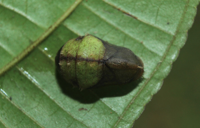 Figura 5. Pupa de <i>Denivia mavors</i> (Lycaenidae), vista dorsal, localidad Calma, Estación Quica Sector Pitilla ACG (412m). Voucher: 15-SRNP-71311-DHJ727716.jpg.