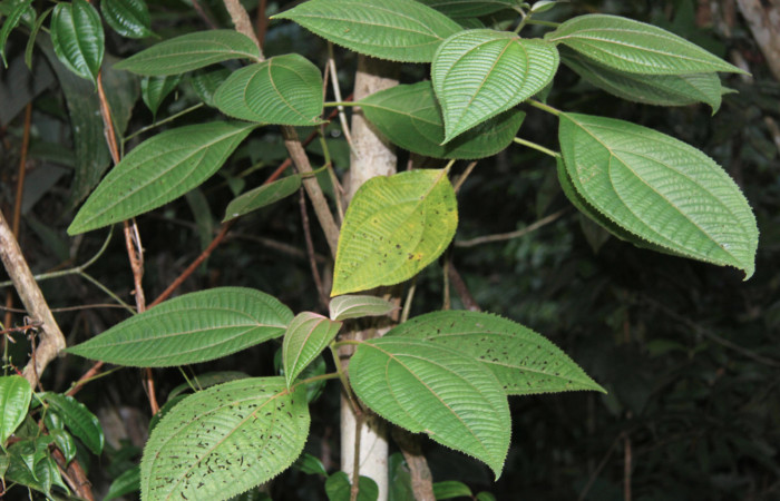 Figura 12. Planta hospedera de <i>Denivia mavors</i> (Lycaenidae), esta planta se llama <i>Loreya mespiloides</i> (Melastomataceae), localidad Calma, Estación Quica Sector Pitilla ACG (412m).