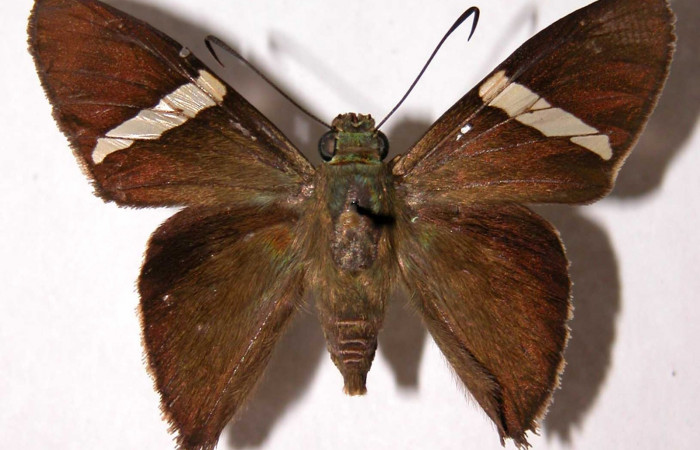 Fig. 13. Adulto <i>Calliades zeutus</i>, posición dorsal, macho. Area de Conservación Guanacaste, Sector El Hacha, Sendero Bejuquilla, elevación 280 m.s.n.m.  (02-SRNP-4104-DHJ39890).