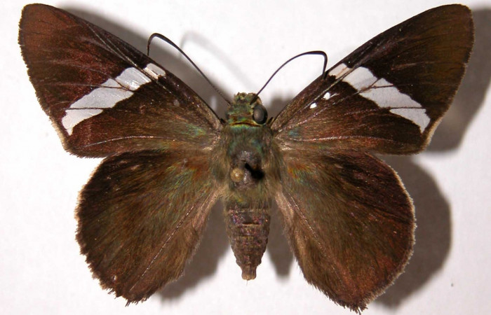 Fig. 4. Adulto <i>Calliades zeutus</i>, posición dorsal, hembra. Area de Conservación Guanacaste, Sector El Hacha, Finca Araya, elevación 295 m.s.n.m.  (02-SRNP-4294-DHJ39892).