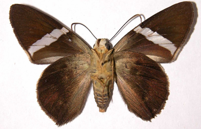 Fig. 5. Adulto <i>Calliades zeutus</i>, posición ventral, hembra. Area de Conservación Guanacaste, Sector El Hacha, Finca Araya, elevación 295 m.s.n.m.  (02-SRNP-4294-DHJ39893).