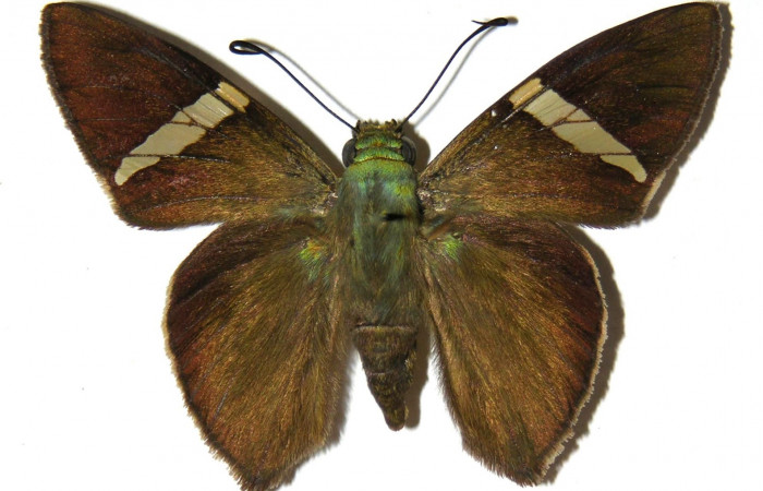 Fig. 2. Adulto <i>Calliades zeutus</i>, posición dorsal, macho. Area de Conservación Guanacaste, Sector Cacao, Quebrada Heliconia, elevación 390 m.s.n.m.  (04-SRNP-49938-DHJ306534).