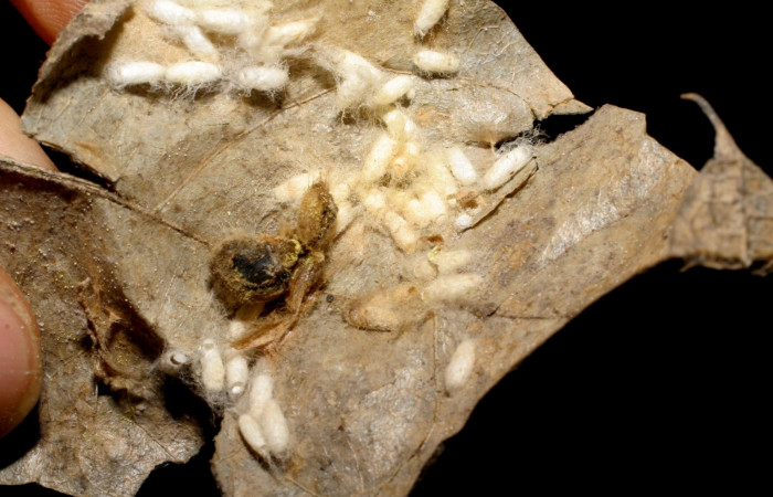 Fig. 16. Capullos de avispas de la familia Braconidae, con huecos por donde emergieron, <i>Apanteles pabloumanai</i>, parásito de larva <i>Calliades zeutus</i>. Area de Conservación Guanacaste, Sector Santa Rosa, Quebrada Puercos, elevación 155 m.s.n.m.  (06-SRNP-67717-DHJ433926.jpg).