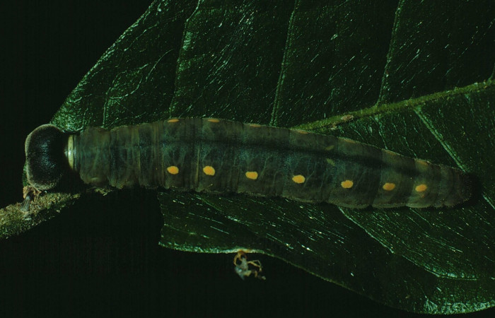 Fig. 12. Larva U estadio <i>Calliades zeutus</i>, posición dorsal. Area de Conservación Guanacaste, Sector Santa Rosa, Bosque Húmedo, elevación 290 m.s.n.m.  (90-SRNP-1369-DHJ12933).