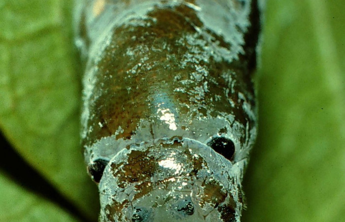 Fig. 10. Pupa <i>Calliades zeutus</i>, posición frontal. Area de Conservación Guanacaste, Sector Orosi, Vado Coloradillas, elevación 560 m.s.n.m.  (96-SRNP-969-DHJ27420).
