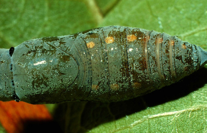 Fig. 11. Pupa <i>Calliades zeutus</i>, posición dorsal. Area de Conservación Guanacaste, Sector Orosi, Vado Coloradillas, elevación 560 m.s.n.m.  (96-SRNP-969-DHJ27425).