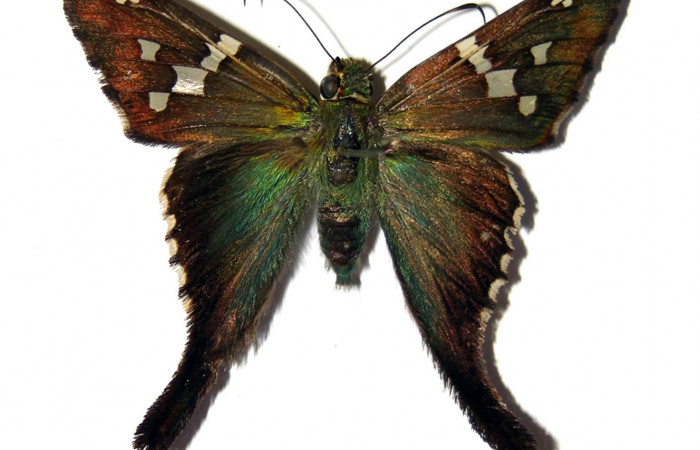 Figura 12. Adulto hembra de <i>Urbanus segnestami</i> (Hesperiidae) vista dorsal. Voucher 04-SRNP-45034-DHJ99070.jpg.