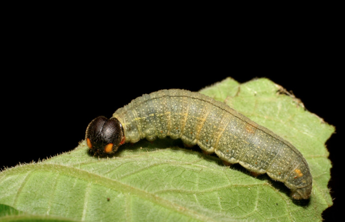 Figura 1. <i>Urbanus segnestami</i> (Hesperiidae) último estadio, posición lateral frontal, Sector Caribe, Río Francia Arriba. Voucher  06-SRNP-40981-DHJ414194.jpg.