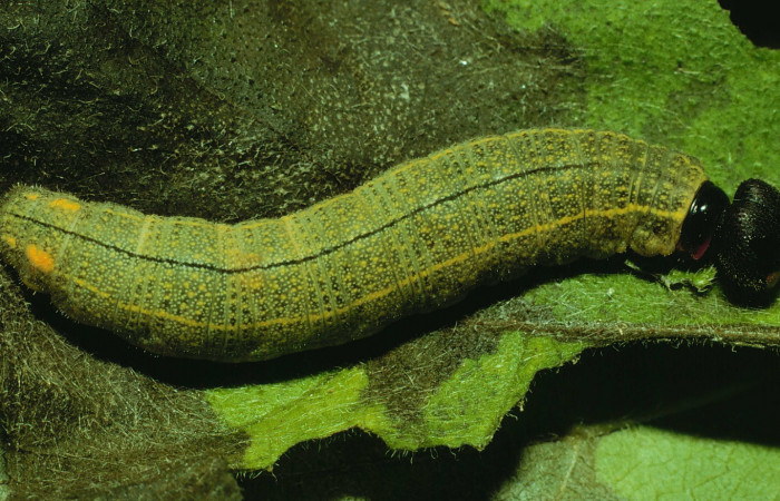 Figura 5. <i>Urbanus segnestami</i> (Hesperiidae) último estadio, posición dorsal, Sector Santa Rosa, Quebrada Cebollines Voucher 92-SRNP-2890-DHJ15634.jpg.