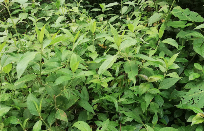 Figura 16. Planta <i>Zexmenia virgulta</i> (Asteraceae) hospedera de <i>Urbanus segnestami</i> (Hesperiidae) Sector San Cristóbal, Estación San Gerardo. Foto. Gloria Sihezar. Octubre 2019.