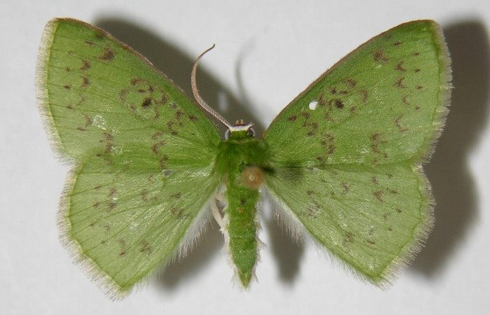 Fig. 2. <i>Nemoria</i> aturiaDHJ02 (Geometridae), adulto, macho. Area de Conservación Guanacaste, Estación Biológica Cacao, Sendero Salto. (03-SRNP-3363-DHJ326422).